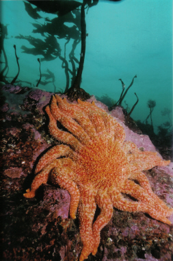 Sunflower Star at Ten Mile Point